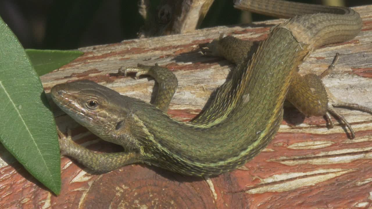 lagarto verde de longitud completa en el tronco del árbol respiración rápida - viendo