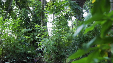Filmische-Tagesparallaxe-Um-Nasse-Bäume-Und-Blätter-Im-Parkwald-In-Miami-In-4K