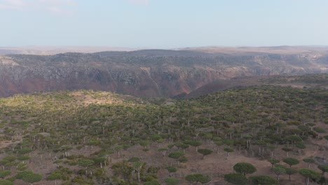 Aerial-Drone-panoramic-of-Socotra-Dragon-Trees,-landscape,-Dracaena-cinnabari