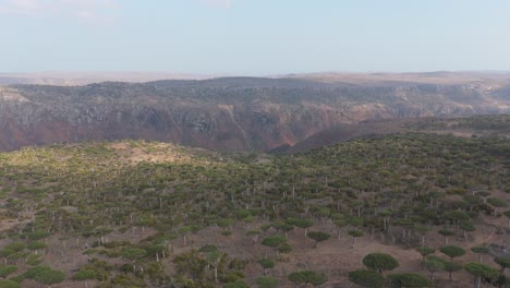 aerial drone panoramic of socotra dragon trees, landscape, dracaena cinnabari