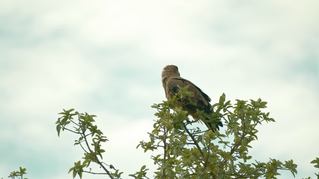 águila leonada solitaria sentada en la cima de un árbol en el parque nacional de tsavo, kenia