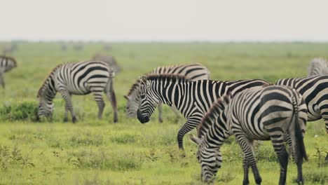 manada de cebras en cámara lenta caminando en el serengeti en áfrica en tanzania, gran manada de muchas cebras durante la gran migración, migrando en las llanuras del parque nacional del serengeti sobre animales africanos safari de vida silvestre