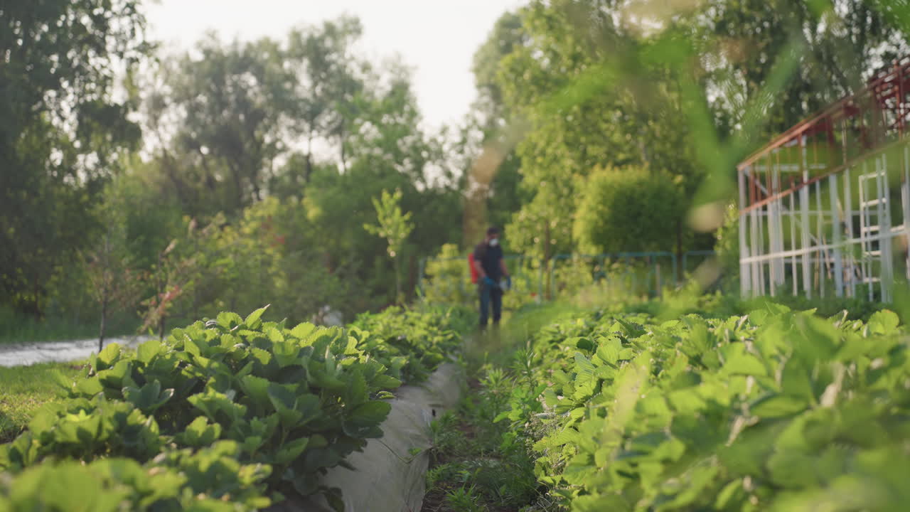 man farmer wearing mask carrying sprayer walking through green crop rows in field while fumigating plants with backpack equipment under tall trees in late afternoon light