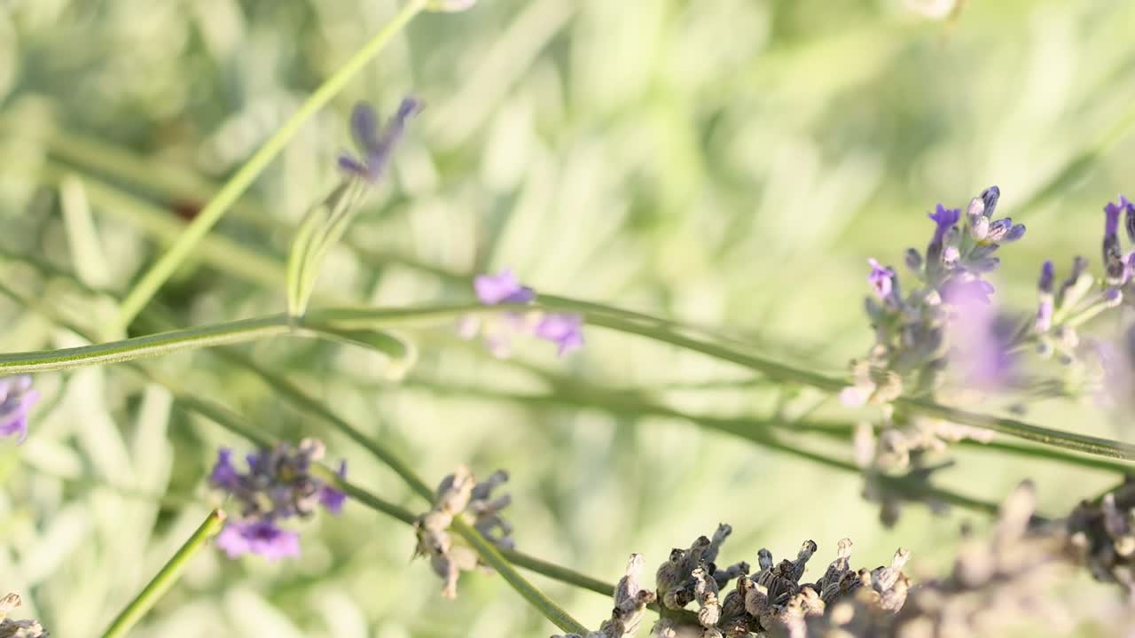 A bumblebee hovers and interacts with lavender flowers, showcasing delicate movements and vibrant colors in a serene garden setting.