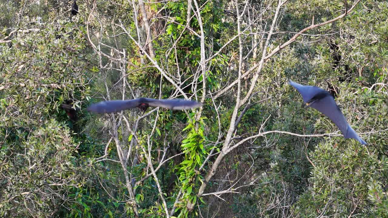 Flying foxes glide through lush forest canopy in Gold Coast, Australia. Natural lighting highlights their graceful flight