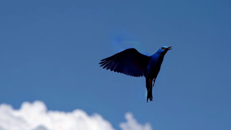 blue bird in flight