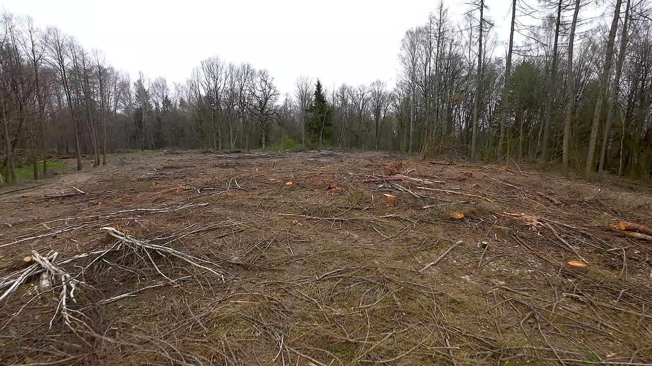 목재 산업을 위해 숲 나무가 잘려진 땅의 영역, 공중