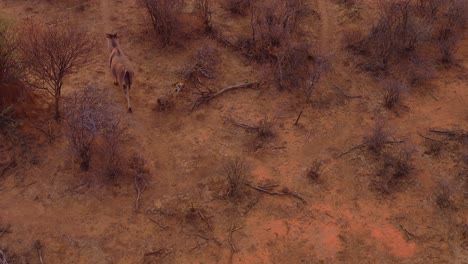 Drohnenantenne,-Die-Einer-Elenantilope-Folgt,-Während-Sie-Bei-Sonnenuntergang-über-Die-Ebenen-Afrikas-Trabt-1