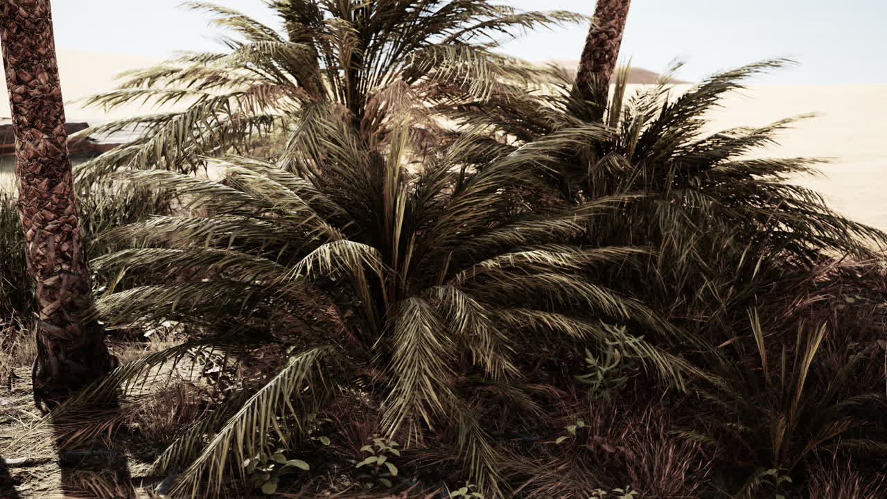 Palm trees in Al Ain oasis