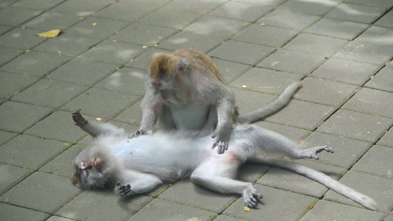 Pair Of Macaque Monkeys Grooming Each Other At Ubud Monkey Forest In Padangtegal, Ubud, Bali, Indonesia - Close-Up Shot
