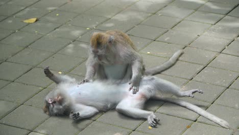 pair of macaque monkeys grooming each other at ubud monkey forest in padangtegal, ubud, bali, indonesia - close-up shot