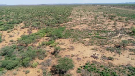 Vista-Aérea-De-Una-Franja-Donde-Se-Despejaron-Arbustos-En-Una-Sabana-Invadida-Por-Arbustos-Del-Norte-De-Namibia