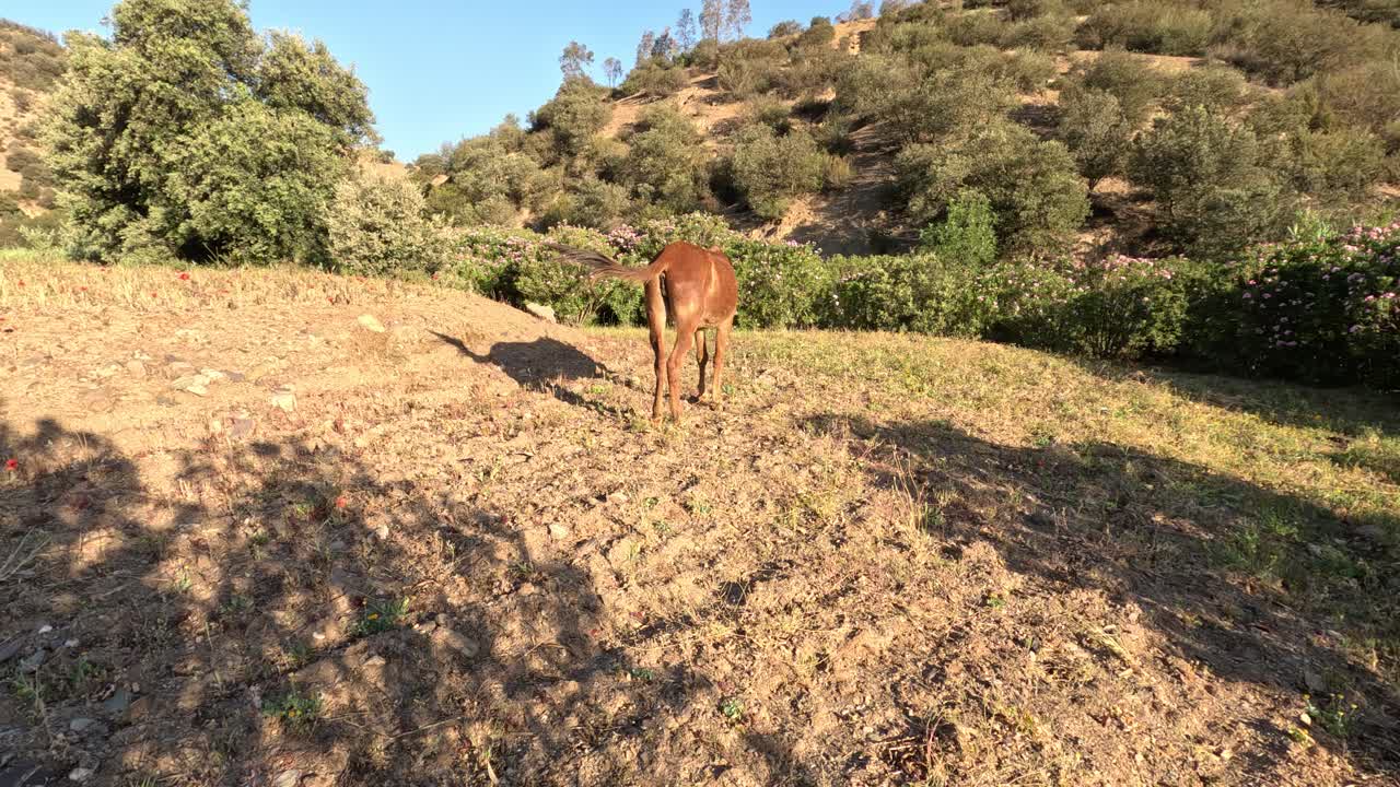 una mula marrón pastando pacíficamente hierbas frescas en un prado tranquilo, atada por una cuerda segura