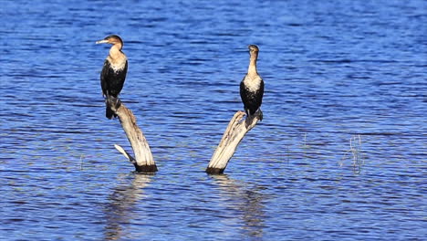 Cerrar-Adultos-Cormoranes-De-Pecho-Blanco-Encaramado-En-Rondevlei-Sedgefield