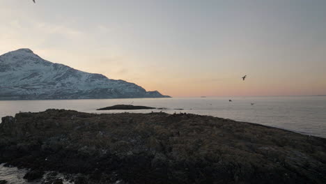 seagull gathering on norway fjord isle with sunset gradient, aerial