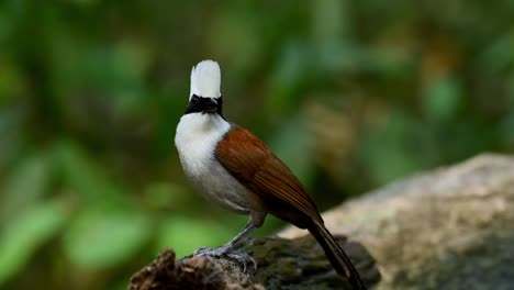 white-crested laughingthrush, garrulax leucolophus, jumping out from a bath to perch on a wet log then scratches its head with its right foot