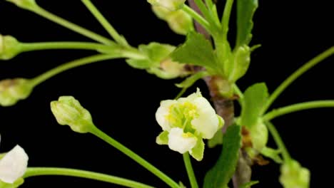 bird-cherry flower blooming. 4k time lapse, with alpha channel alpha with black background .
