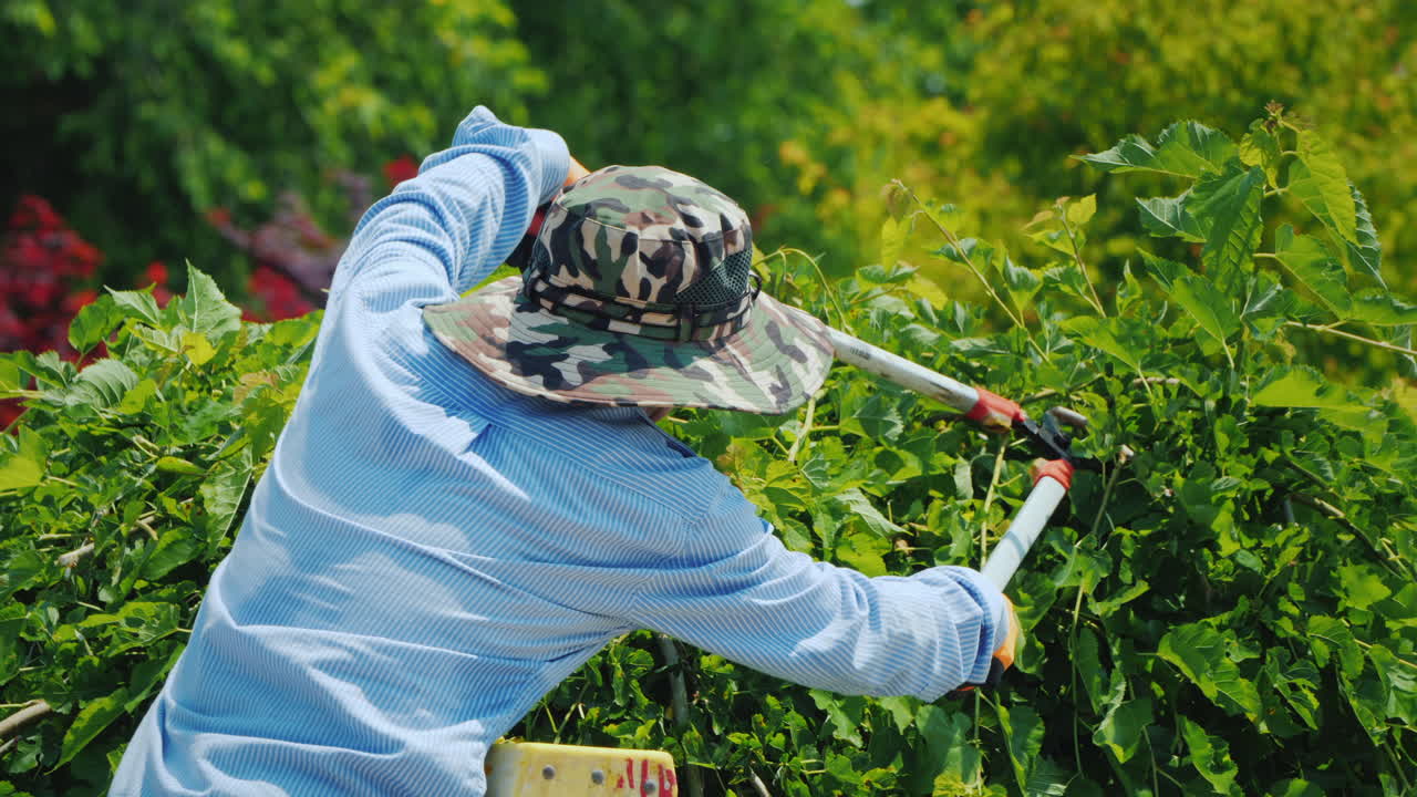hombre mexicano se para en una escalera de tijera y corta ramas de árboles con grandes tijeras de podar