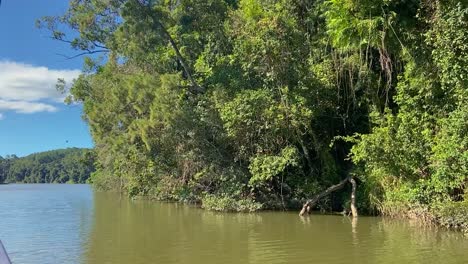 Navegando-A-Lo-Largo-De-Las-Aguas-Marrones-Del-Amazonas-Como-El-Río-Barron,-Con-Sus-Densas-Orillas-Envueltas-En-Selva-Con-Sus-Marañas-De-Enredaderas-Y-Rica-Selva-Tropical-Verde-Y-Exuberante-En-El-Norte-Tropical-De-Queensland