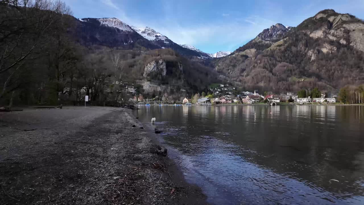 Wide view of white dog playing with lake water and running back featuring Holiday view of Alp lake surrounded by mountain village