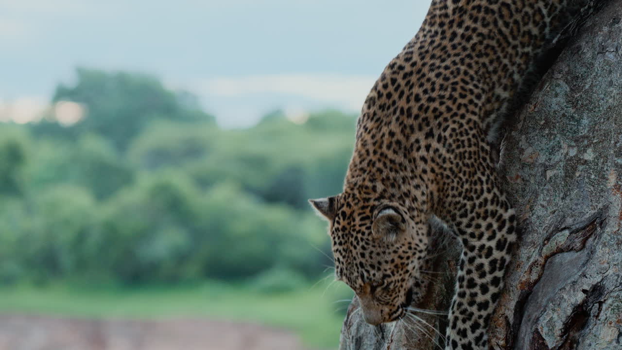 Leopard Climbing a Tree