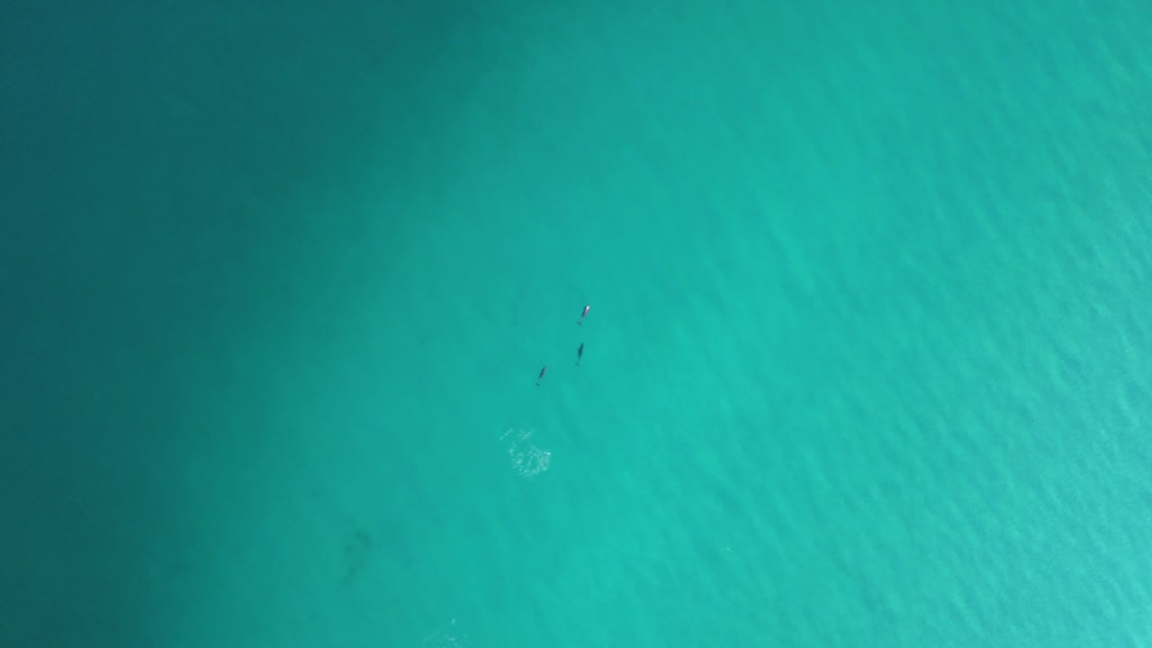 Delfini che nuotano e giocano al largo della costa australiana