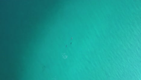 Delfines-Nadando-Y-Jugando-En-La-Costa-De-Australia