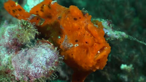 Orange-Frogfish-filmed-from-top-on-tropical-coral-reef