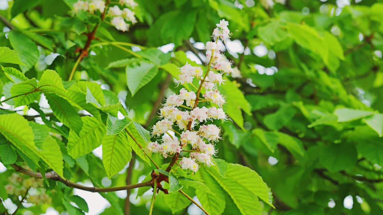 Slow motion cinematic close-up of chestnut blossom in Victory Park Riga Latvia