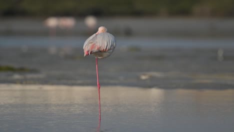 migratory birds greater flamingo resting in the shallow sea water marsh land at low tide - bahrain