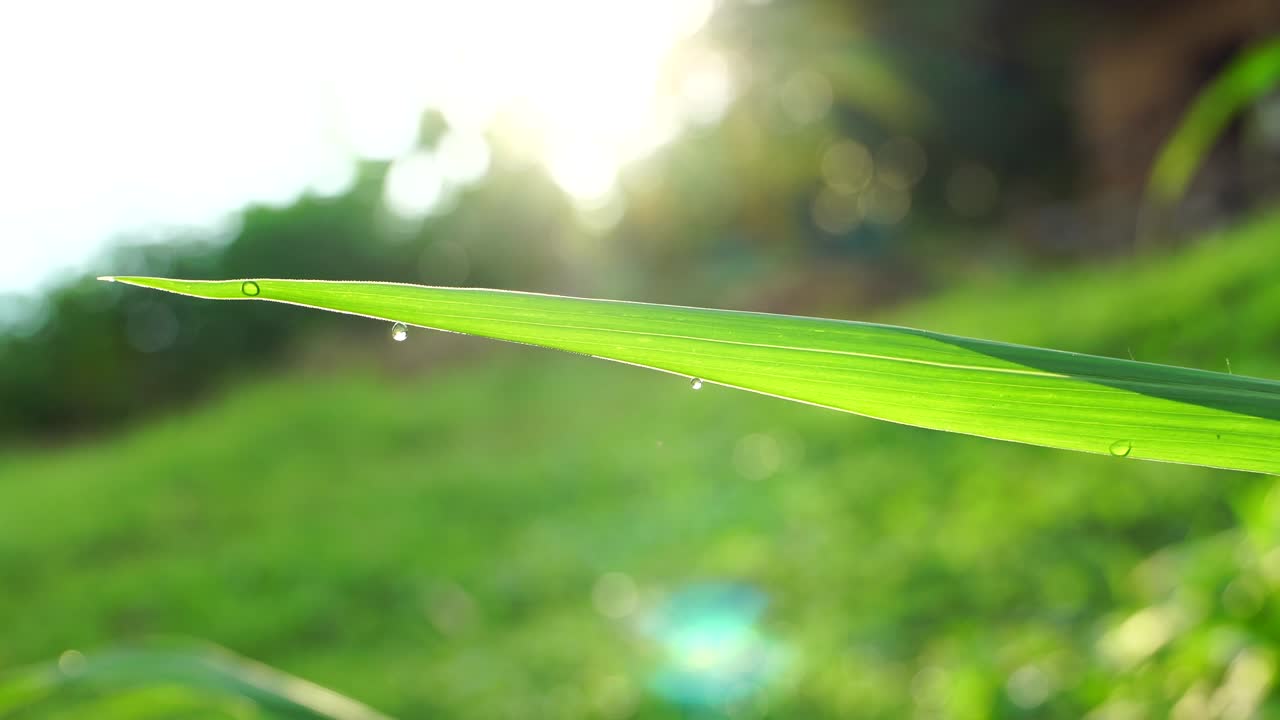 빛이 비치는 잎에 떨어지는 물방울의 4k 클로즈업