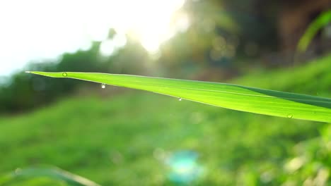 4k close up of water drops on leaves with sunlight shining