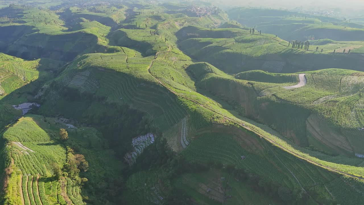 Aerial drone view of lush green terraced hills, showcasing stunning agricultural patterns carved into the landscape under soft sunlight. Tobacco plantation, Mount Sumbing, Indonesia