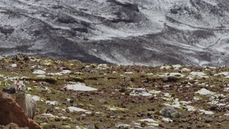 Lamas-Aus-Nächster-Nähe,-Pampas-Galeras,-Peru