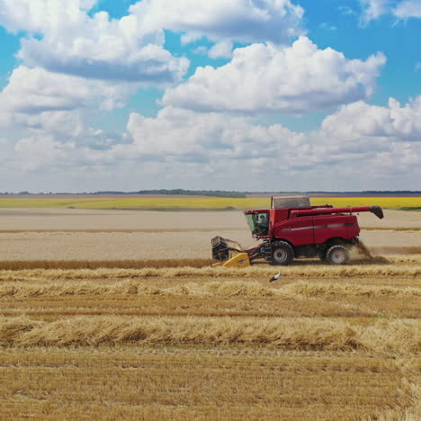 Red combine harvester working on the field at seasonal works. Agricultural machine cutting blades of wheat in the countryside under the blue sky. Camera moves back.