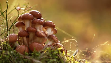 Armillaria-Mushrooms-of-honey-agaric-In-a-Sunny-forest.