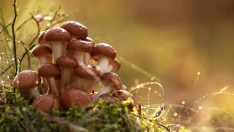 armillaria mushrooms of honey agaric in a sunny forest.