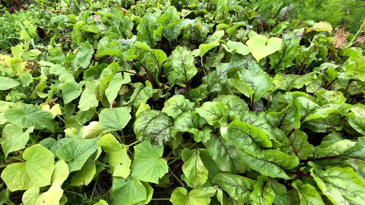 verduras de hoja industria granja cosecha mlynary polonia primer plano