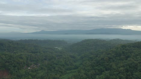 Drone-view-of-endless-forest-in-foggy-morning