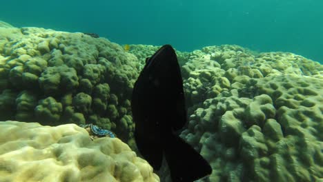 Unter-Wasser-Einem-Tropischen-Bunten-Fisch-Im-Korallenriff-Des-Roten-Meeres-In-Ägypten-Folgen
