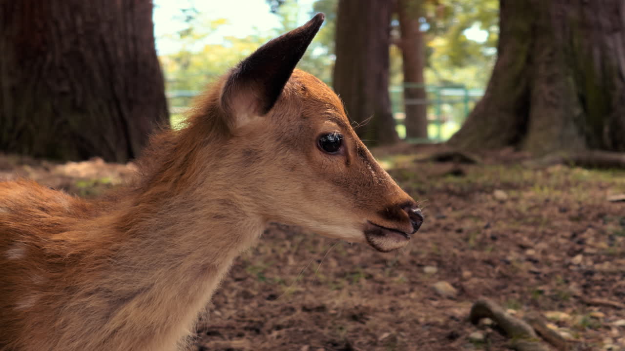 Un curioso cerbiatto sika guarda verso l'alto con la bocca leggermente aperta, in piedi tra gli alti alberi della foresta