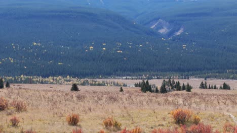 a aerial drone flies over a hill covered with red and yellow shrubs to reveal an open valley of a river and vast forest in the background climbing a mountain range