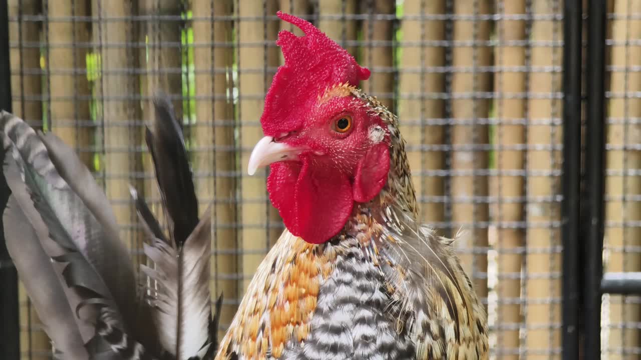 primer plano de un gallo en una jaula