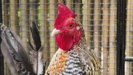 close-up of a rooster in a cage