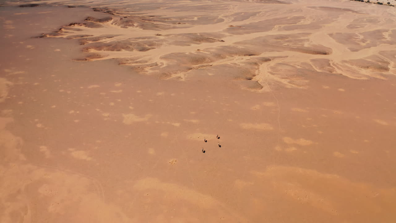 Aerial View of Ostrich in a Namibian Desert