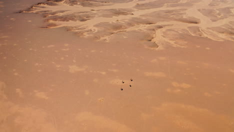 aerial view of ostrich in a namibian desert