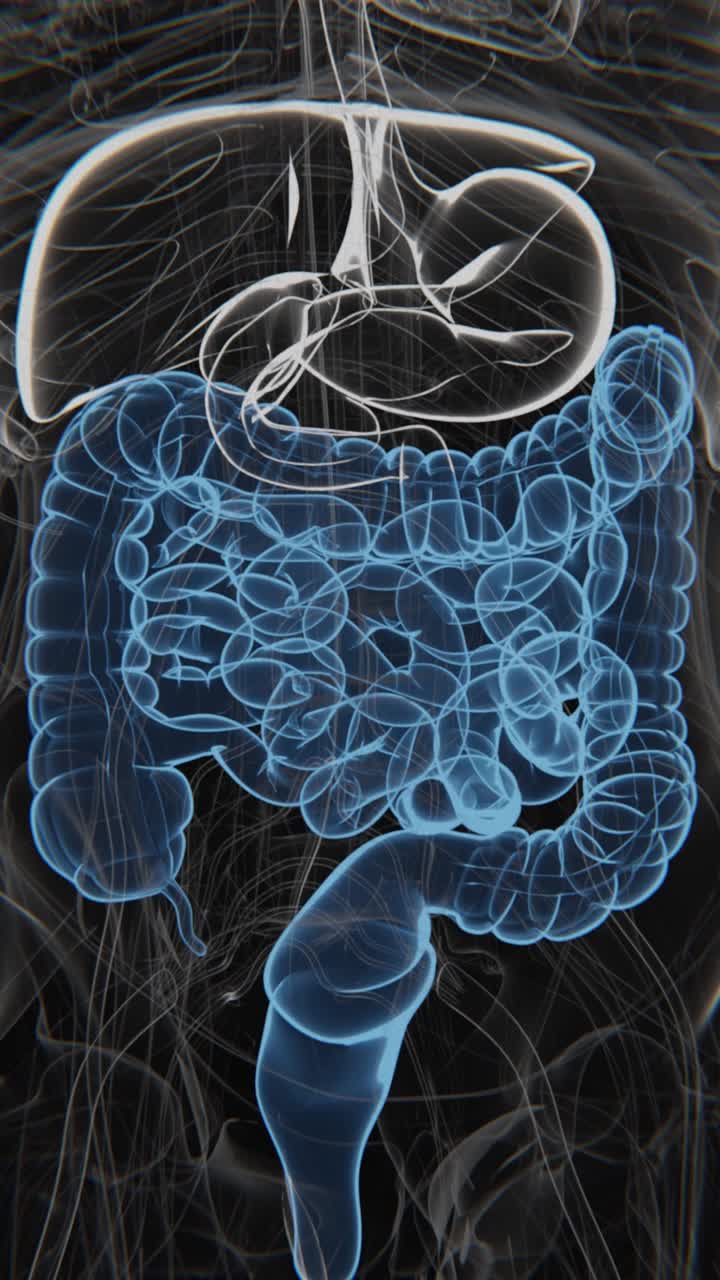 animaciones del sistema digestivo humano en modo de rayos x | intestino grueso animado en video vertical | síndrome del intestino irritable en video vertical