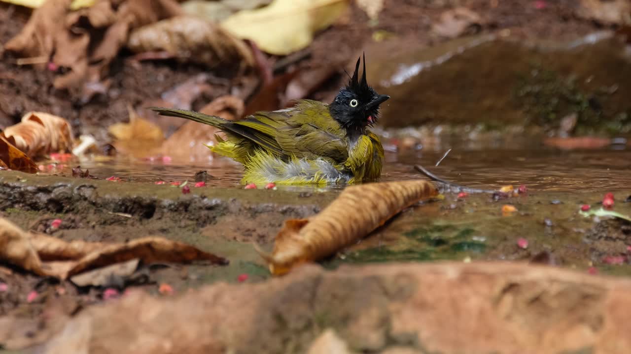 mirando hacia la derecha mientras se baña y chirriando mientras la cámara se aleja, bulbul de cresta negra pycnonotus flaviventris johnsoni, tailandia
