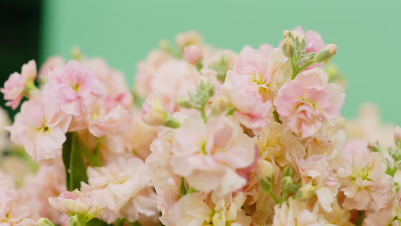 A gentle left-to-right dolly shot featuring soft pink Stock flowers. The focus remains sharp on the middle plane of the bouquet, subtly shifting to add depth without reaching the extreme foreground