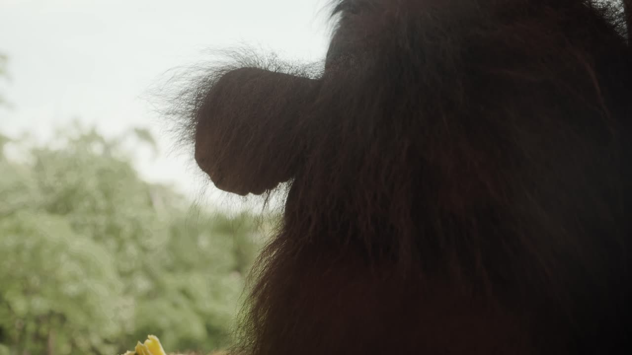 el orangután se sienta en el árbol comiendo fruta con la selva tropical en el fondo
